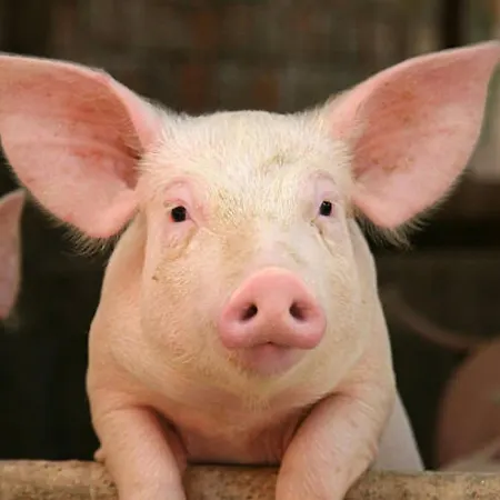 Heerlichkeit בית נופש *