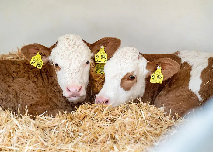 Heerlichkeit Semesterbostad